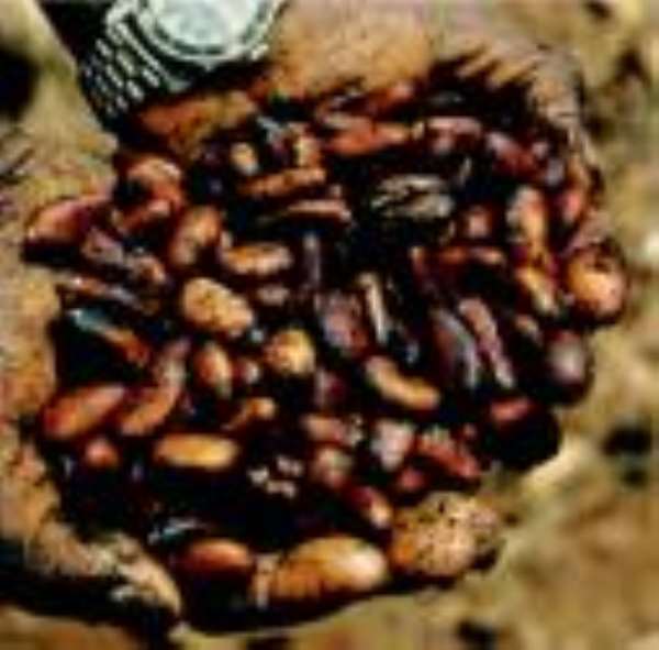 Cocoa Production Increases by 39.7 Per Cent In Ashanti